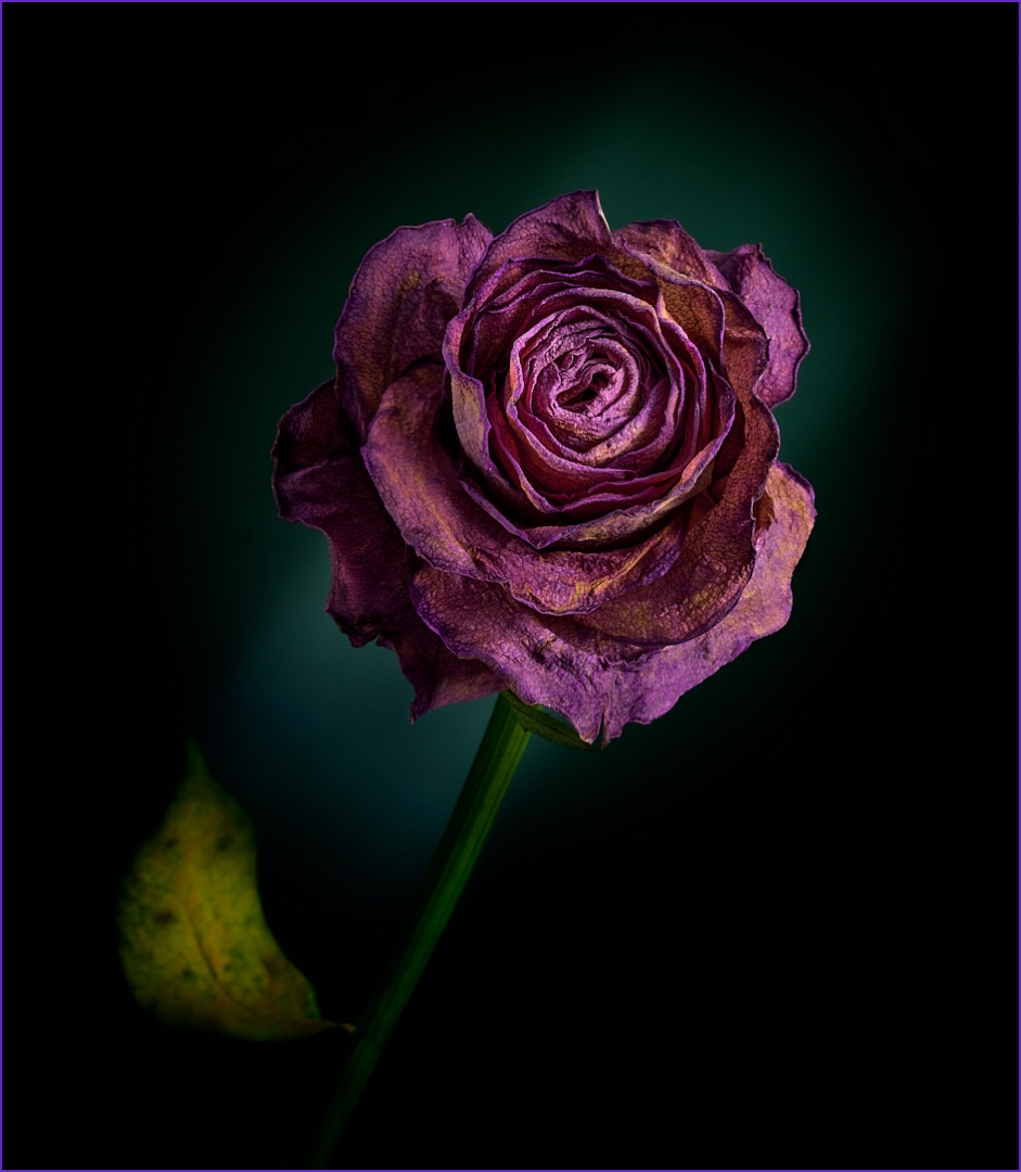 Fading Rose